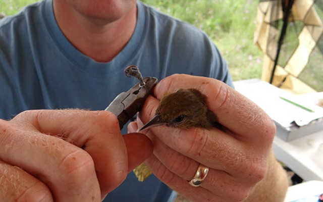 Scientist placing a band on a bird